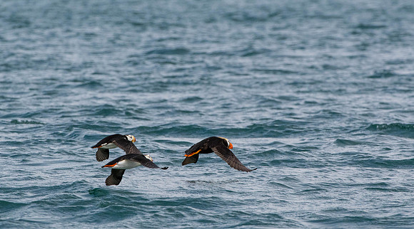 Puffins    Katmai