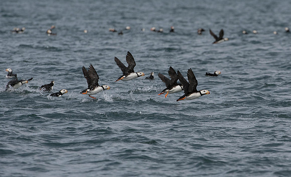 Puffins   Katmai