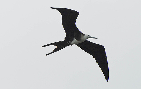 Albatross