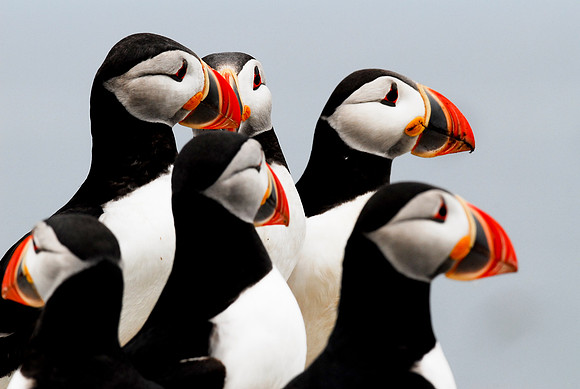 Pack of Puffins