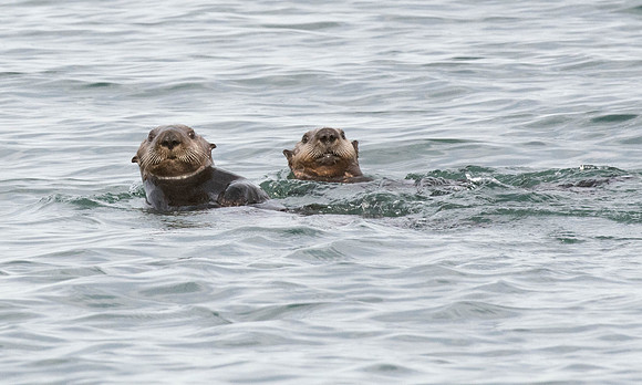 Sea Otters