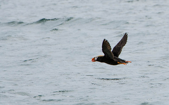 Puffin    Katmai
