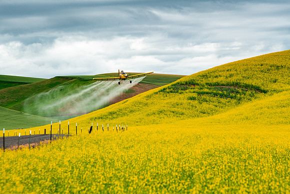 Dusting the Canola
