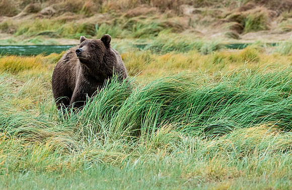 Large Boar. Katmai