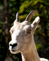 Bighorn Banff Alberta Canada