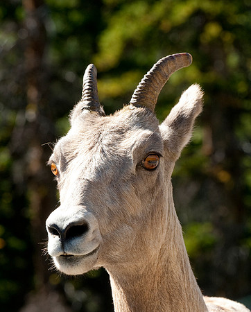 Bighorn Banff Alberta Canada