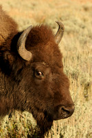 Bison