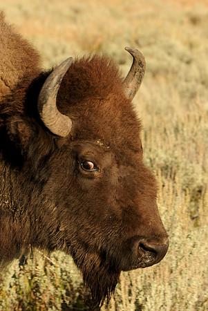 Bison