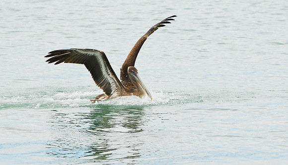 Pelican