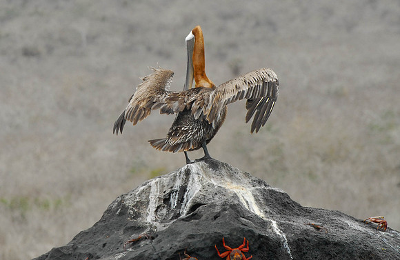 Pelican