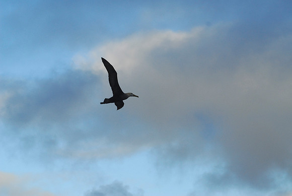 Albatross