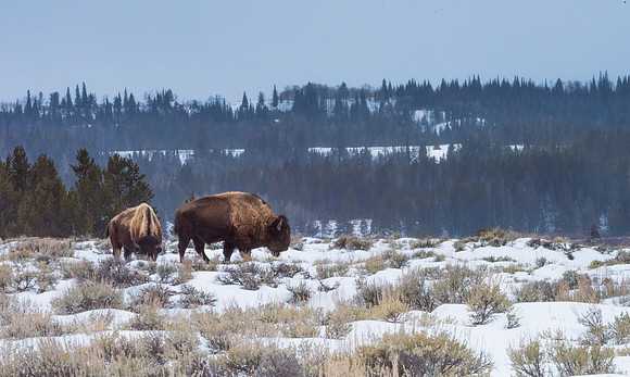 Bison Yellowstone N.P.
