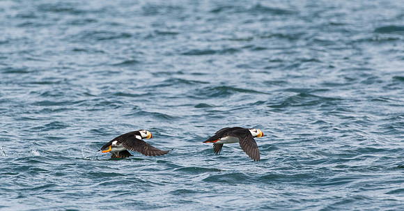 Puffins   Katmai