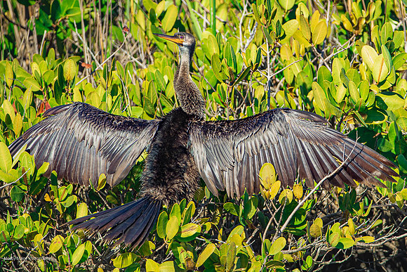 Anhinga
