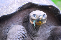 Giant Tortoise