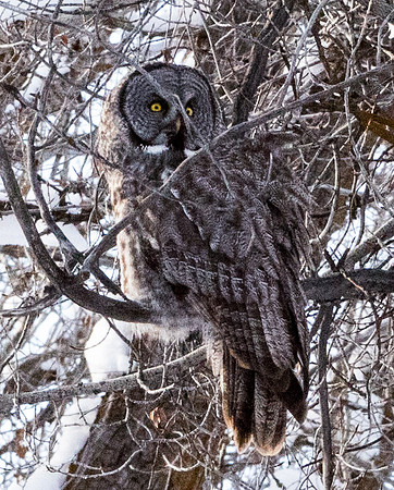 Great Gray Owl
