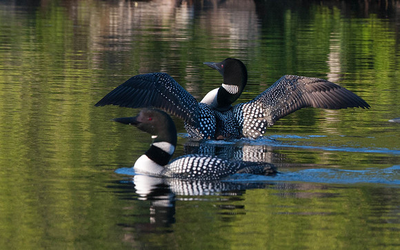 Common Loon