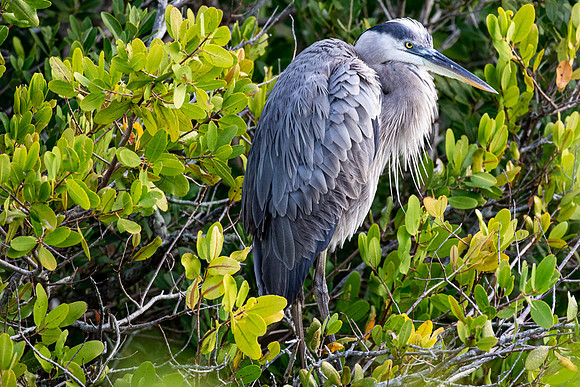 Blue Heron Merritt Is. Refuge, Florida