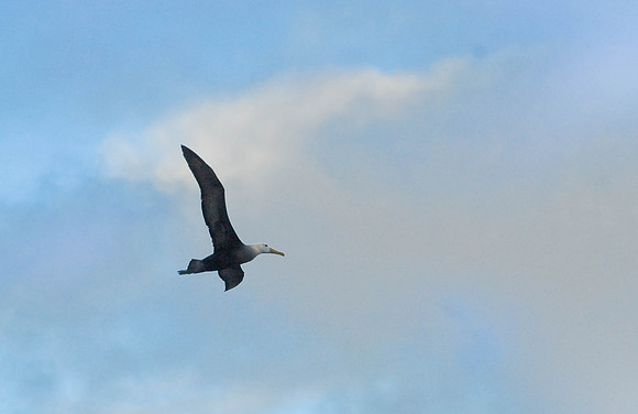 Albatross