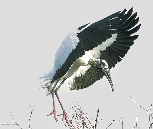 Wood Stork