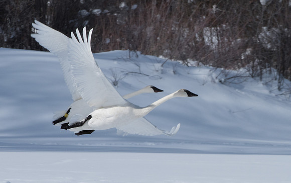 Trumpeter Swans GTNP January