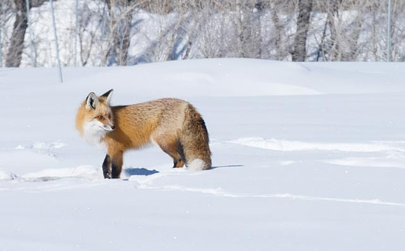 Red Fox Jackson Hole