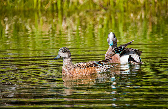 American Wigeon                pair