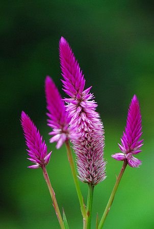 Jungle Flower