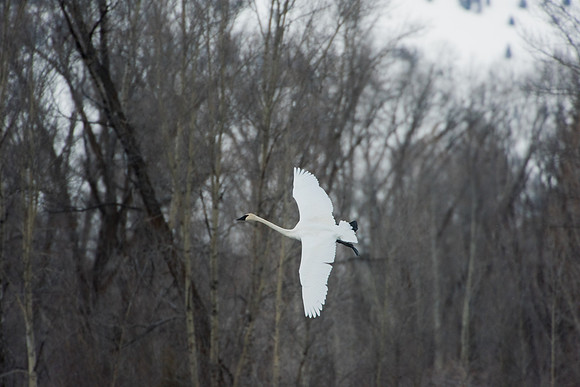 Trumpeter Swan Jackson,Wyoming