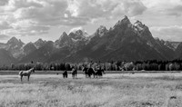Grazing in Shadow of the Tetons