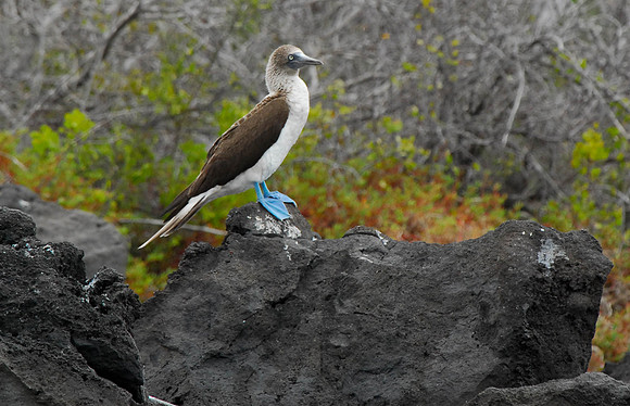 Blue Footed Booby