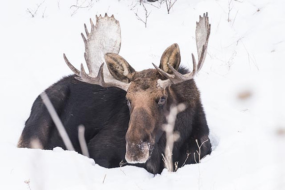 Moose Bedded down. Jackson Hole