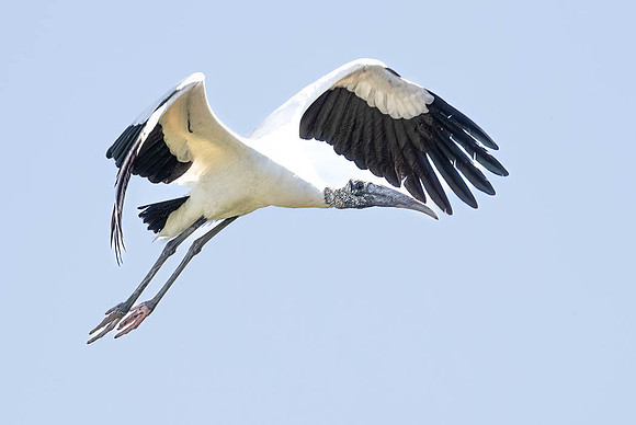 Flying Wood Stork
