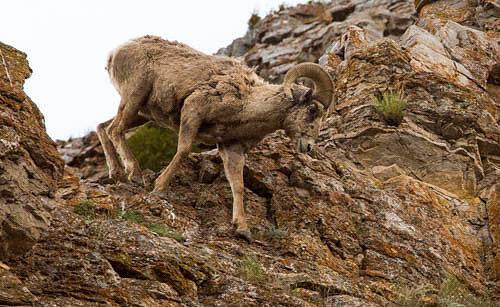 Bighorn Sheep Grand Tetons