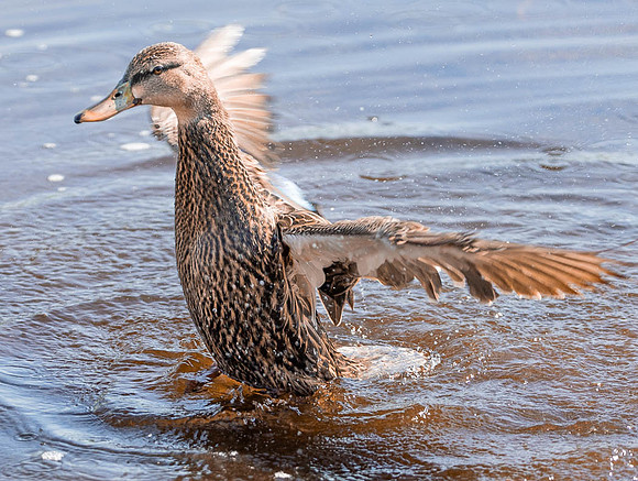 Female Blue Winged Teal
