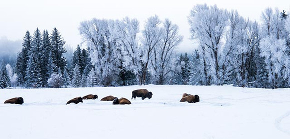 Bison Jackson Hole
