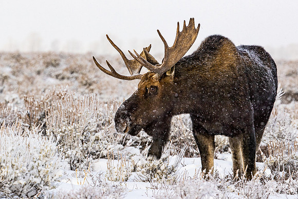 Grazing in theSnow