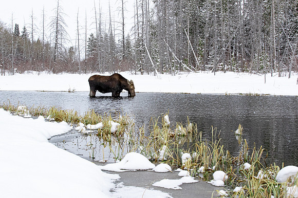 Cow Grazing in the Pond in Snowstorm