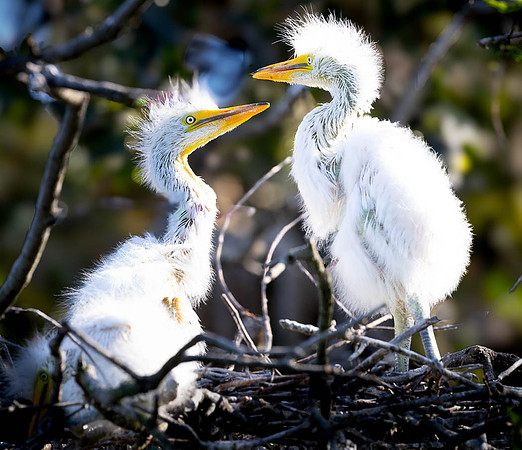 Great Egret Chicks