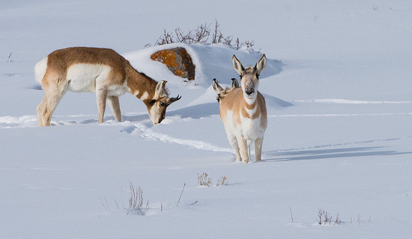 Pronghorn Jackson Hole Winter