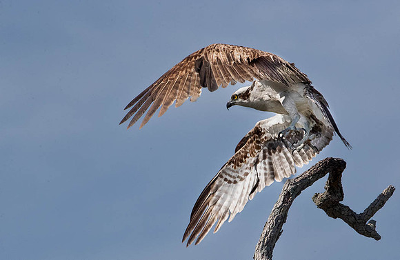 Osprey Off To The Hunt