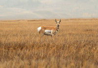 Antelope Yellowstone N.P.