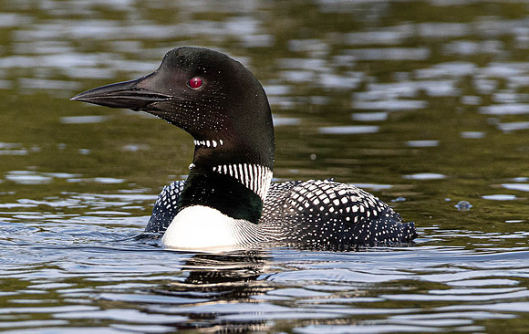 Common Loon