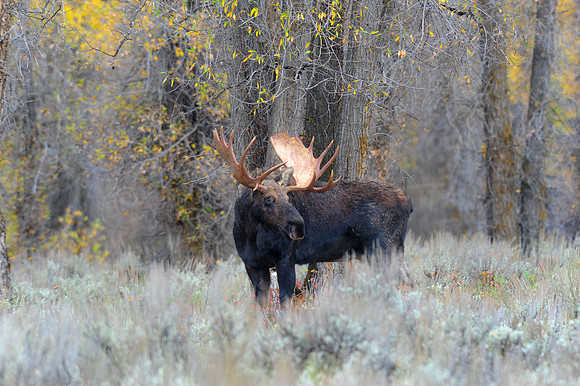 Moose Grand Teton N.P.