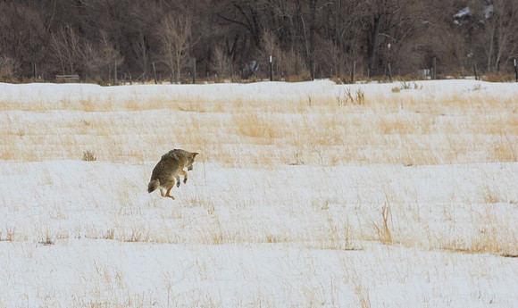 Coyote Jackson,Wyoming