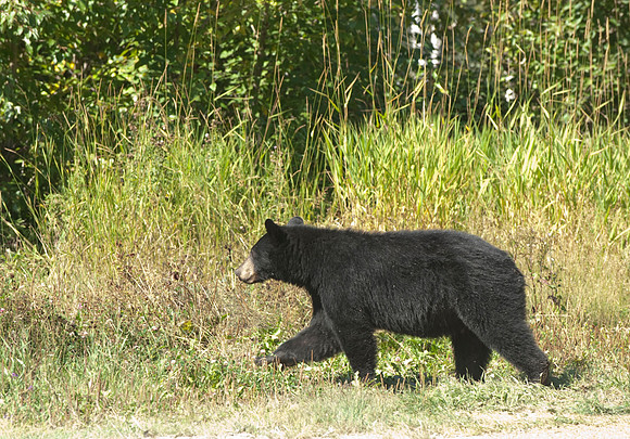 Black Bear Alberta Canada