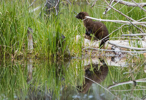 Mink Grand Tetons