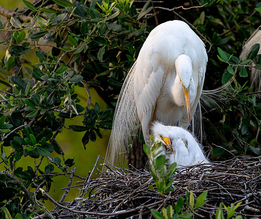 Great Egret Mom & Chick