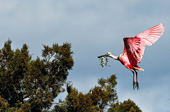 Roseate Spoonbill Nest Building