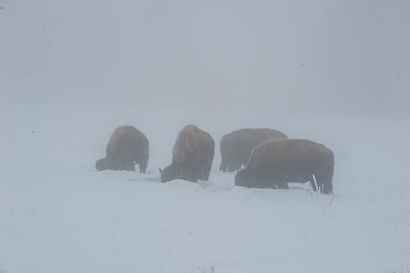 Bison in Freezing Fog. Jackson Hole